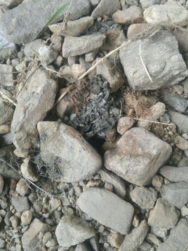 2017년 4월말 오산천에서 발견된 수달 배설물(사진제공=오산환경운동연합)